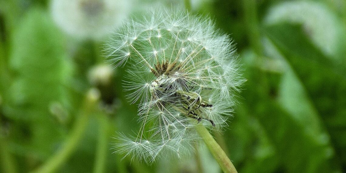 النباتات المهاجرة