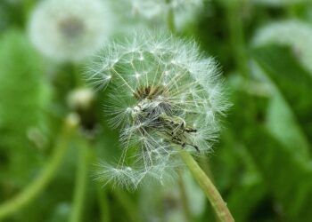 النباتات المهاجرة