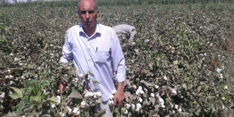 نقاوة الغريبة والترقيع.. تأثيرها المباشر على جودة القطن وعوائده الاقتصادية 1 نقاوة الغريبة