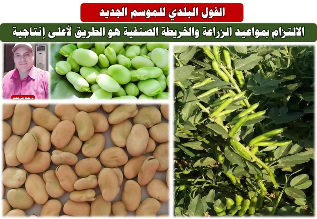 الفول البلدي