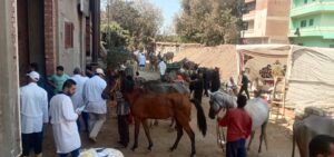 القوافل العلاجية البيطرية تفحص 411 حيوان و3500 طائر للمربين بالغربية 12 القوافل العلاجية البيطرية