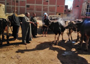 الطب البيطري بالغربية