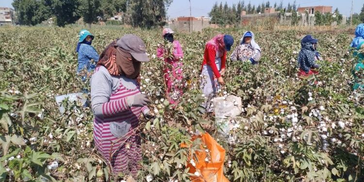 يوم جنى لمحصول القطن بمركز الزقازيق ناحية أنشاص البصل 1 القطن