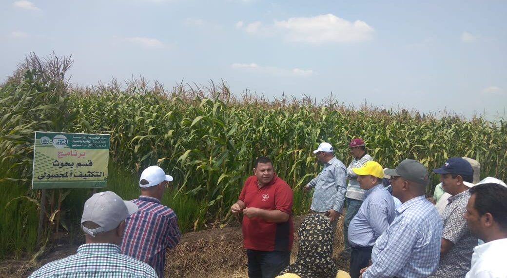 الزراعة تتابع البرامج البحثية من الأرز والذرة في محطة البحوث الزراعية بالجميزة بمحافظة الغربية 1 الزراعة تتابع البرامج البحثية من الأرز والذرة في محطة البحوث الزراعية بالجميزة بمحافظة الغربية