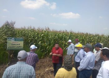 الزراعة تتابع البرامج البحثية من الأرز والذرة في محطة البحوث الزراعية بالجميزة بمحافظة الغربية