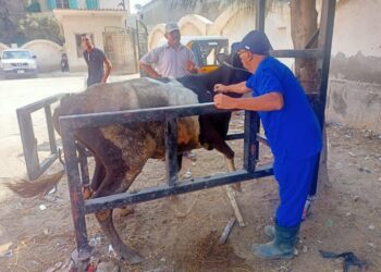 الزراعة: علاج وفحص أكثر من 4 آلاف رأس ماشية مجانا لصغار المزارعين في قرى حياة كريمة بالبحيرة