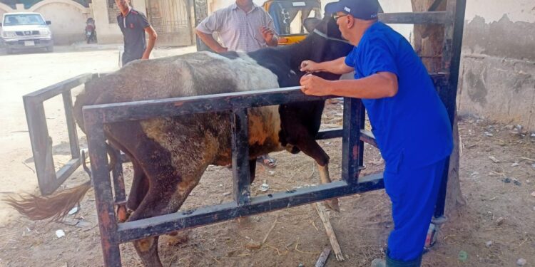 الزراعة: علاج وفحص أكثر من 4 آلاف رأس ماشية مجانا لصغار المزارعين في قرى حياة كريمة بالبحيرة 1 الزراعة: علاج وفحص أكثر من 4 آلاف رأس ماشية مجانا لصغار المزارعين في قرى حياة كريمة بالبحيرة