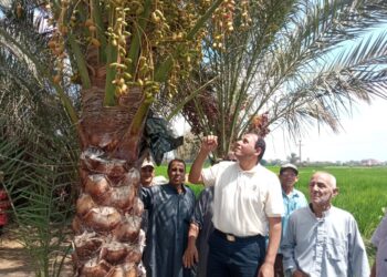 المركزي للنخيل