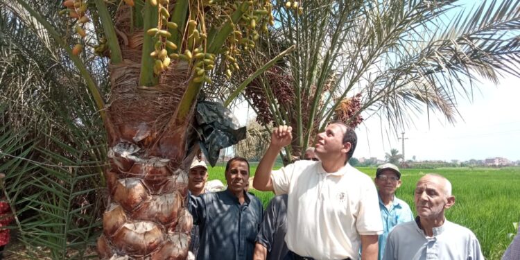 "الزراعة" تستعرض تقريرا حول أنشطة المعمل المركزي للنخيل خلال أغسطس الماضي 1 المركزي للنخيل