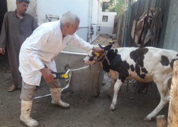 الحمى القلاعية