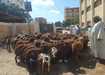 قافلة بيطرية