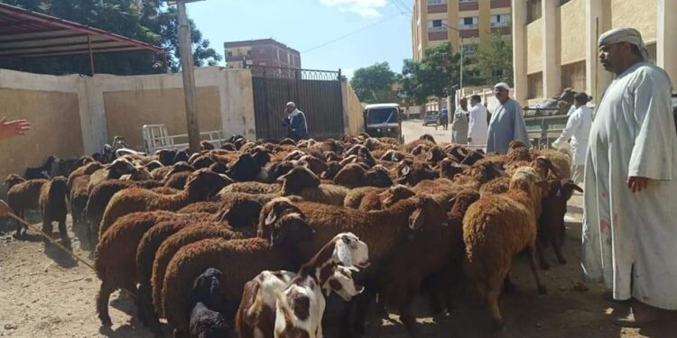 فحص وعلاج 2047 حيوان في ختام قافلة بيطرية مجانية بمحافظة الغربية 1 قافلة بيطرية