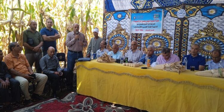 محصول الذرة.. حصاد مبكر وحقل تعليمي بمركز أبو كبير بالشرقية اليوم 1 محصول الذرة