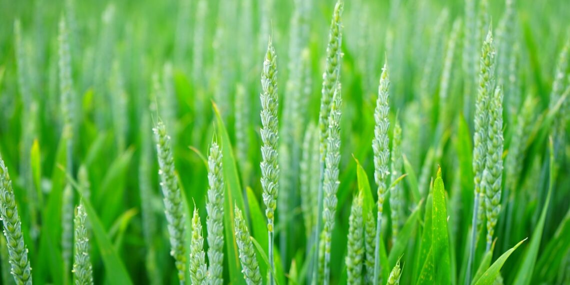 زراعة القمح للموسم الجديد.. أهم 7 معاملات وعمليات زراعية 1 القمح