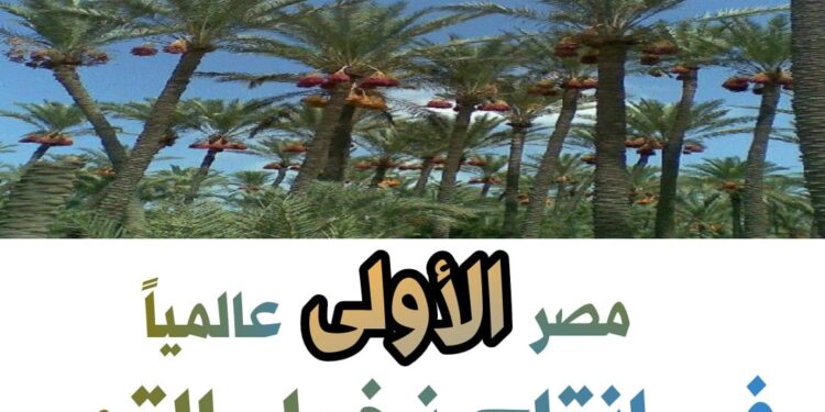 "أرقام في الزراعة".. تعرف على إنتاج مصر من نخيل التمر 1 أرقام في الزراعة