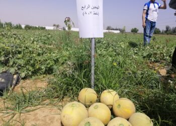 إنتاج التقاوي