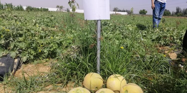 إنتاج التقاوي