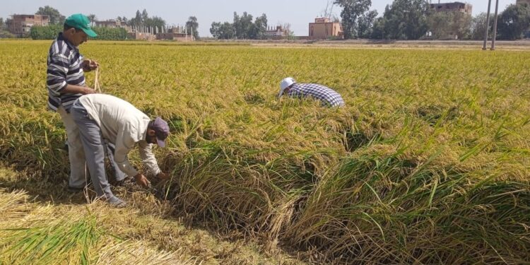 الأرز.. أهم الطرق الحديثه في الزراعة ومعدل الإنتاج 1 الأرز