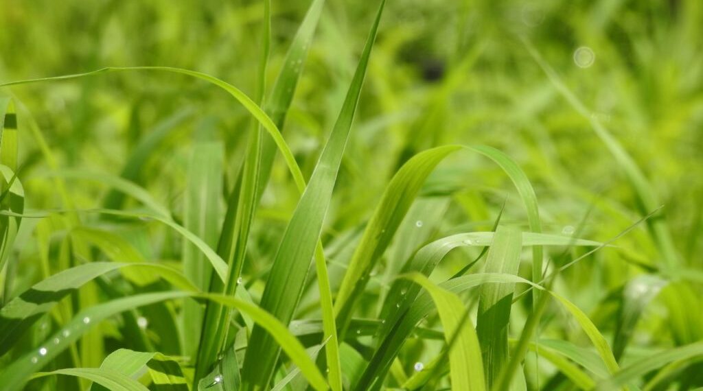 الأعلاف الخضراء