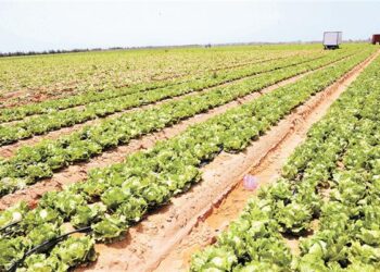 الإرشاد الزراعي.. “عبدالسلام” ترابط وثيق بين أجهزة الزراعة بالوادي الجديد لخدمة المزارعين