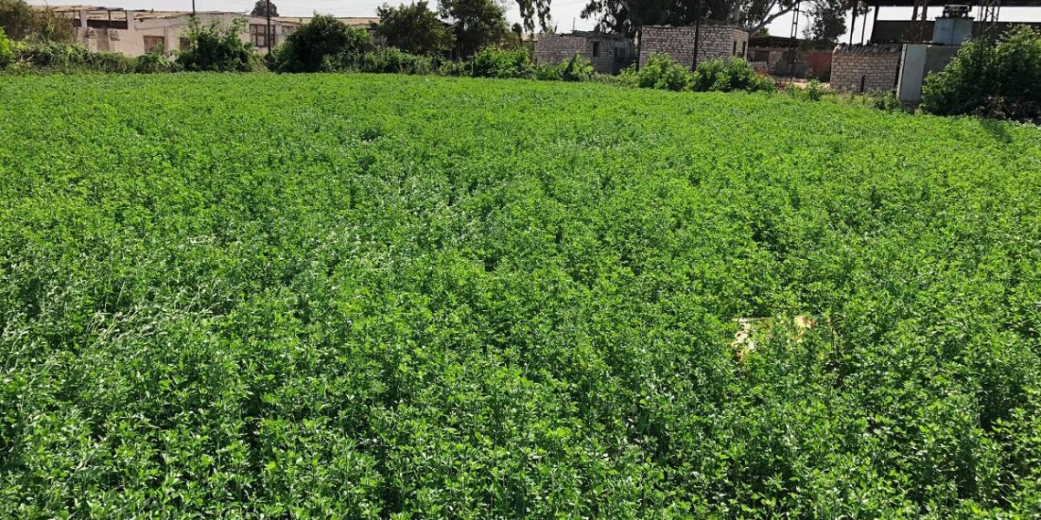 البرسيم الفحل