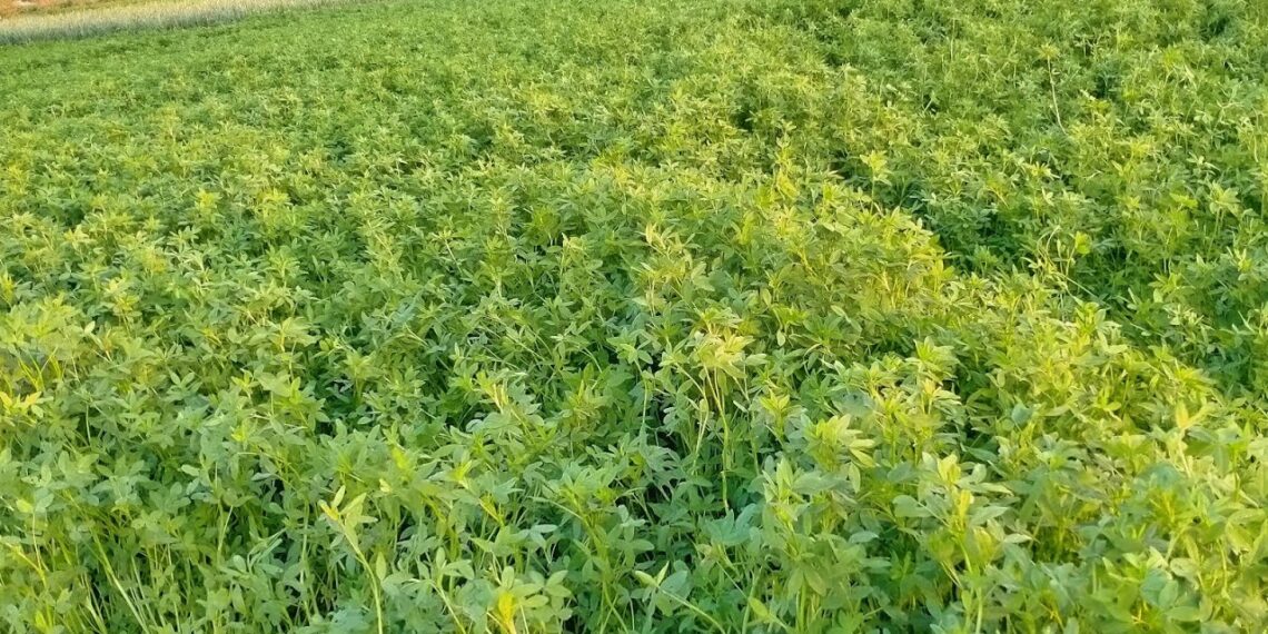 البرسيم الفحل.. "8" فوائد اقتصادية و22 ألف جنيه أرباح للفدان 1 البرسيم الفحل