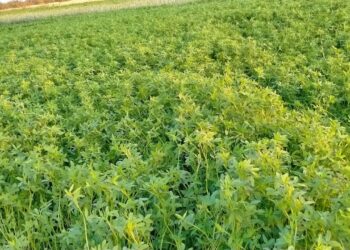 البرسيم الفحل