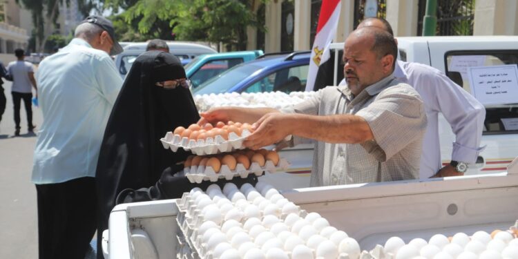"الزراعة" تطرح كميات من بيض المائدة من خلال منافذها المتحركة والثابتة بأسعار مخفضة للمواطنين 1 بيض المائدة