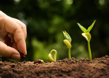 الخضر والفاكهة