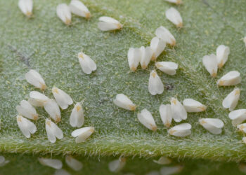 الذبابة البيضاء