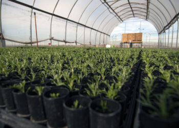 الصوب الزراعية