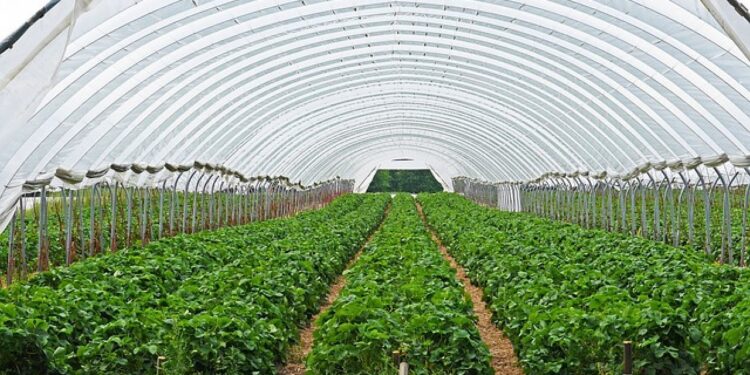 الصوب الزراعية.. أخصائي زراعي: توفر 50 % من المياه و 60 % من الأسمدة 1 الصوب الزراعية