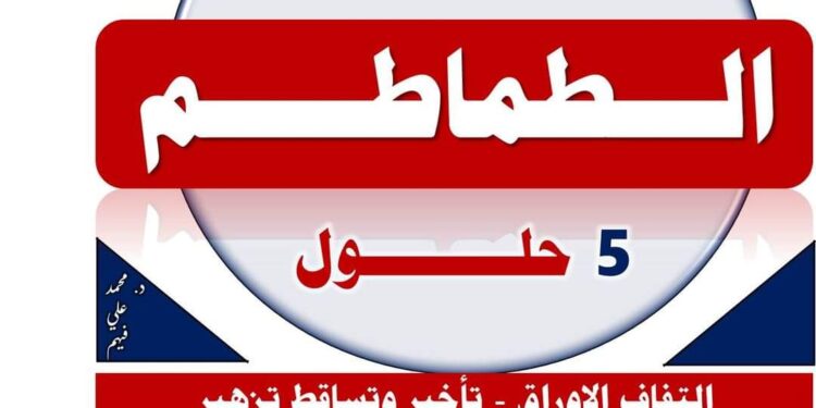 محصول الطماطم .. د.فهيم يقدم 5 حلول لمشاكل عروة "الصيف المتأخر- الخريفية" 1 محصول الطماطم