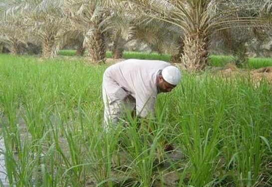 الفلاح المصري أيقونة عطاء على مر التاريخ 1 الفلاح المصري