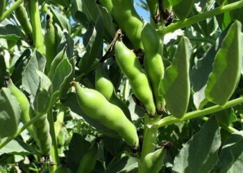 الفول البلدي