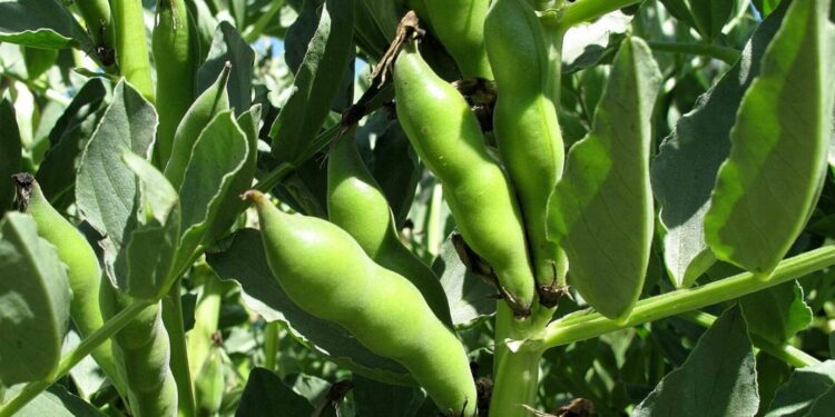 الفول البلدي.. مستشار وزير الزراعة يُقدم روشتة متكاملة للمزارعين 1 الفول البلدي