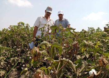 مديرية الزراعة ببورسعيد تعلن بدء زراعة بنجر السكر وتتابع القطن وضم الأرز 10 مديرية الزراعة ببورسعيد
