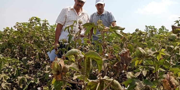 مديرية الزراعة ببورسعيد تعلن بدء زراعة بنجر السكر وتتابع القطن وضم الأرز 1 مديرية الزراعة ببورسعيد