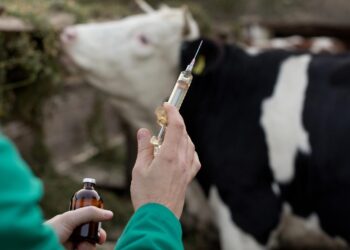 اللقاحات المحلية والمستوردة