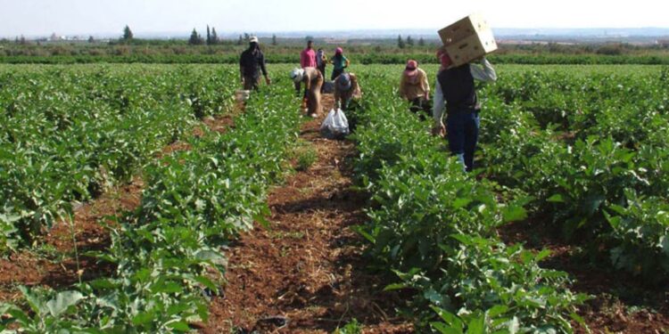 المحاصيل الورقية.. أفضل طرق الاستفادة من قيمتها الغذائية 1 المحاصيل الورقية