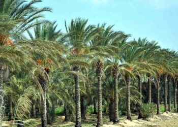 محصول نخيل البلح