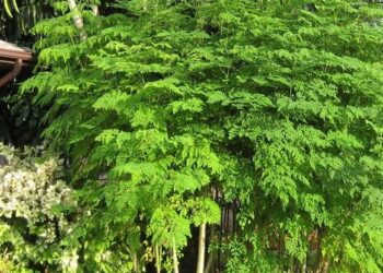 شجرة المورينجا