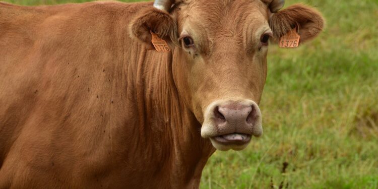 النفاخ عند المجترات.. أسبابه ومخاطر حدوثه وطرق تلافيها 1 النفاخ عند المجترات