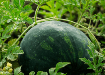 تشوه ثمار المحاصيل البستانية