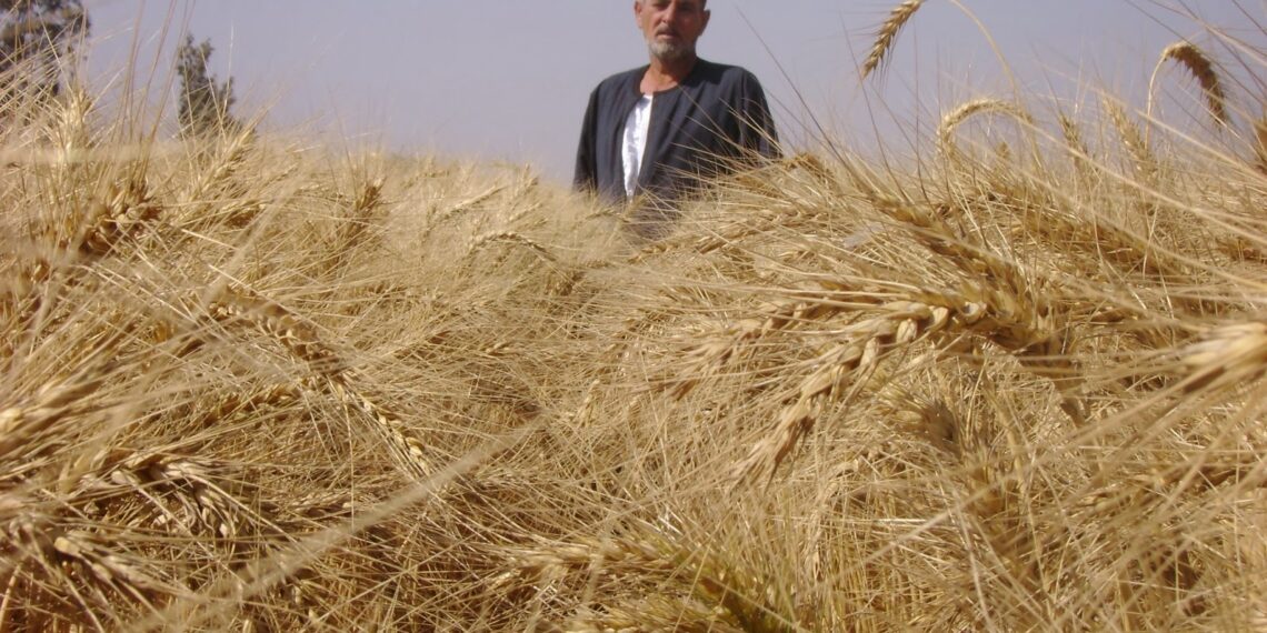رقاد القمح.. 3 أخطاء شائعة وأفضل الحلول المتاحة لإنقاذ الحصاد 1 رقاد القمح