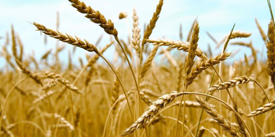 أعفان جذور القمح.. أسباب الإصابة وأبرز الأخطاء وطرق التغلب عليها 1 أعفان جذور القمح