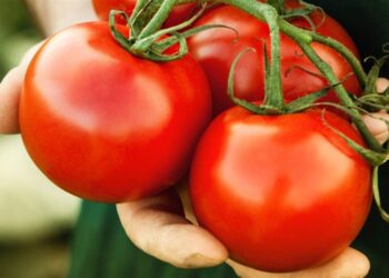 ثمار الطماطم