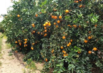 حشائش أشجار الفاكهة