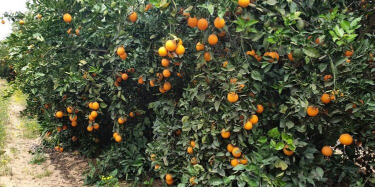 حشائش أشجار الفاكهة.. خطة المُكافحة الصحيحة وقائمة المبيدات المُوصى بها 1 حشائش أشجار الفاكهة