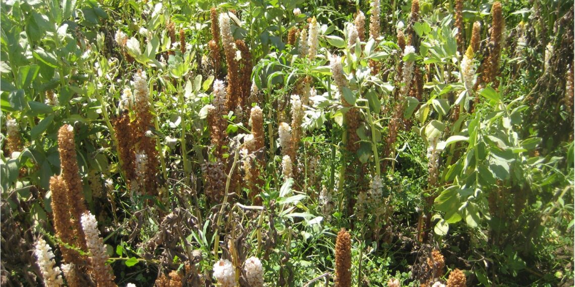 حشائش الهالوك.. أفضل المبيدات والتقاوي المقاومة وتوقيت المكافحة وطرق الرش 1 حشائش الهالوك